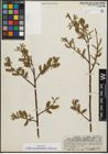 Foto von Salix pseudocordata Andersson